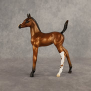 Santiago OOAK Arabian Foal by Alex Fortman EQ26
