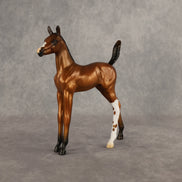 Santiago OOAK Arabian Foal by Alex Fortman EQ26