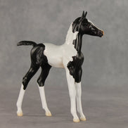 Sesame OOAK FCM Arabian Foal by Jess Hamill VV26