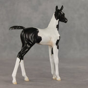 Sesame OOAK FCM Arabian Foal by Jess Hamill VV26