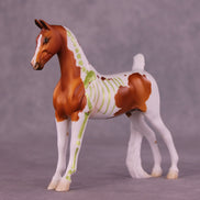 Skelly Clarkson OOAK Pebble Saddlebred by Jess Hamill MM25