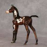 Snail Mail OOAK FCM Arabian Foal by Julie Keim VV26