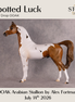 Spotted Luck OOAK Arabian Stallion by Alex Fortman DDOOAKs26