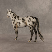 Spotted Owl OOAK Ideal Stock Horse by Madi Wiseman DDOOAKs26