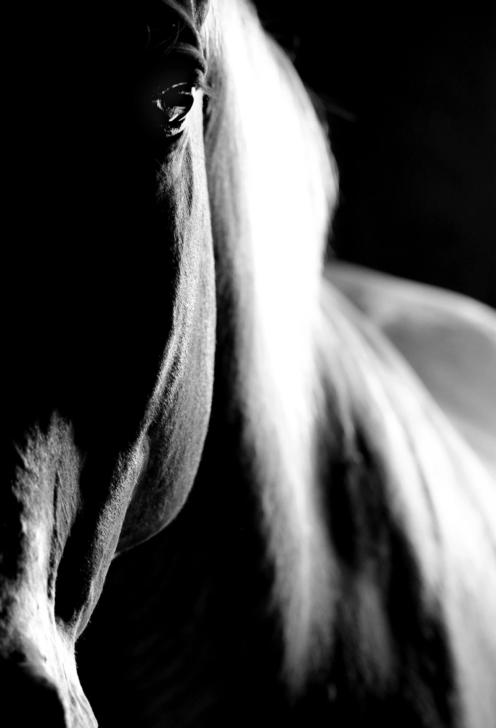 Sunny In The Shadows OOAK Black Custom Thoroughbred Chip By Andrea Thomason EQ24 MHP End of Month Sample and OOAK Sale