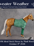 Sweater Weather OOAK Ideal Stock Horse by Madi Wiseman DDOOAKs26