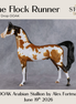 The Flock Runner OOAK Arabian Stallion by Alex Fortman DDOOAKs26