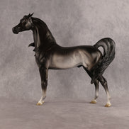 Preview: Tim LE-15 FCM Arabian Stallion by Jess Hamill MM26