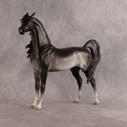 Preview: Tim LE-15 FCM Arabian Stallion by Jess Hamill MM26