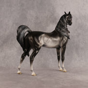 Preview: Tim LE-15 FCM Arabian Stallion by Jess Hamill MM26