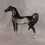 Preview: Tim LE-15 FCM Arabian Stallion by Jess Hamill MM26