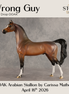 Wrong Guy OOAK Arabian Stallion by Carissa Mathews DDOOAKs26