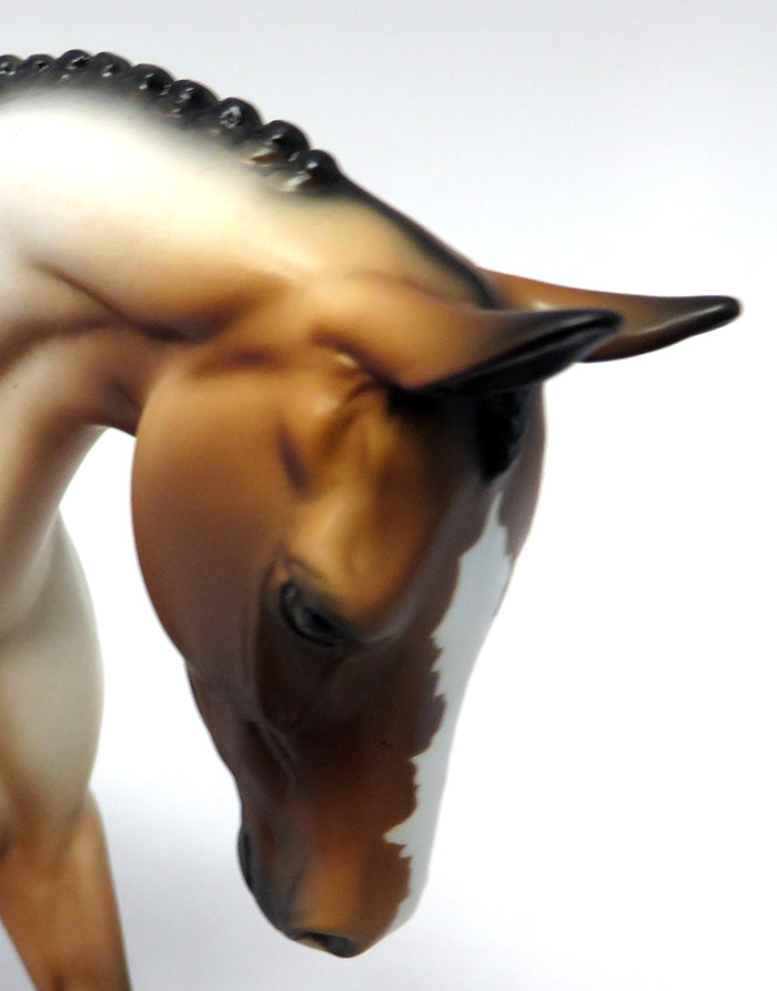 LIGHTFOOT-LE-5 BAY APPALOOSA ENGLIGH PONY MODEL HORSE WITH BRAIDED MANE &amp; TAIL ATOMIC LIVE