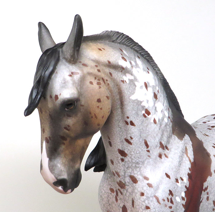 bay appaloosa andalusian