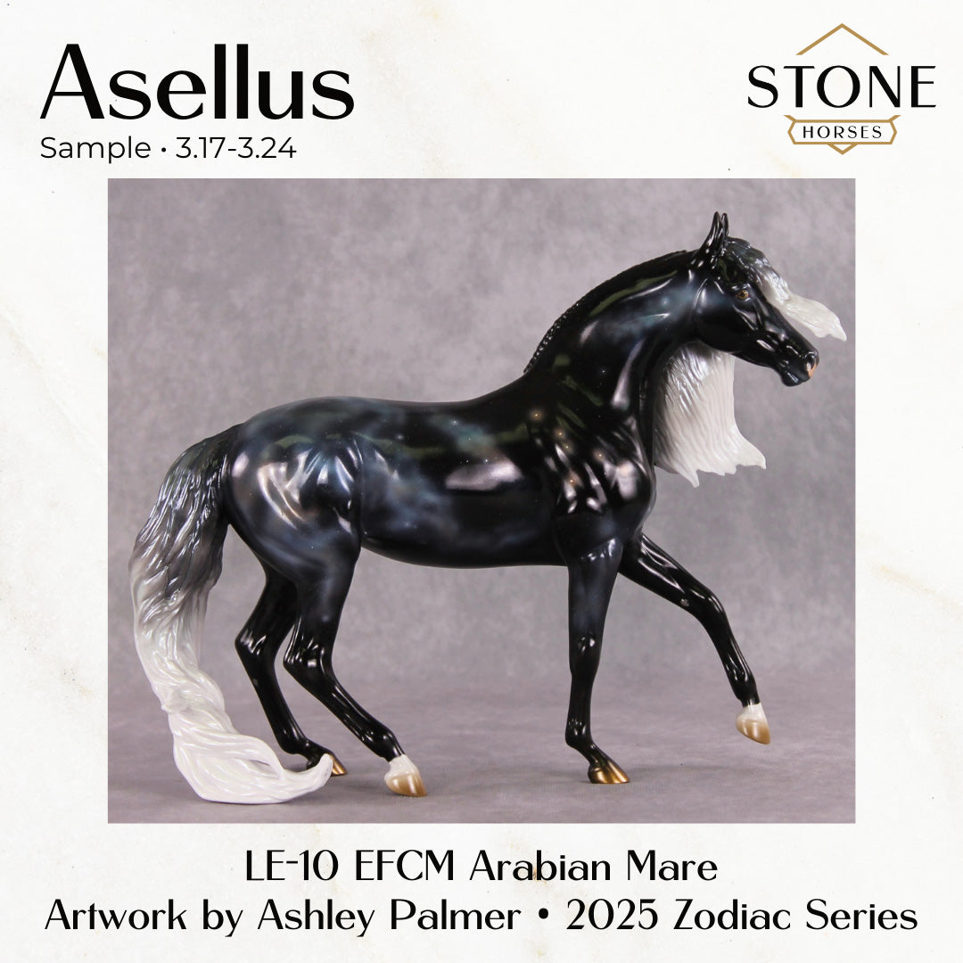 SAMPLE Asellus LE-10 EFCM Arabian Mare by Ashley Palmer SS0326