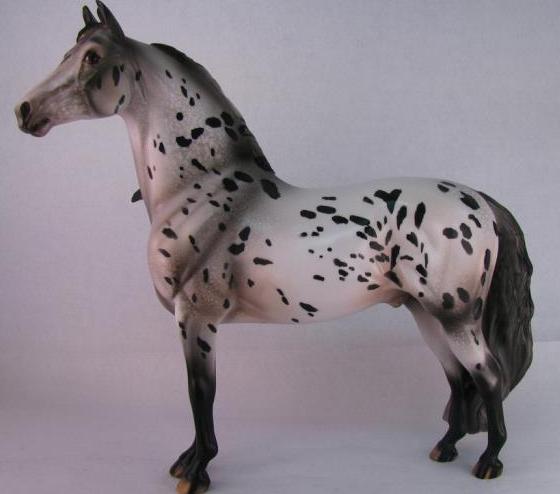 BRONTE'S ROCHESTER - Appaloosa Morgan