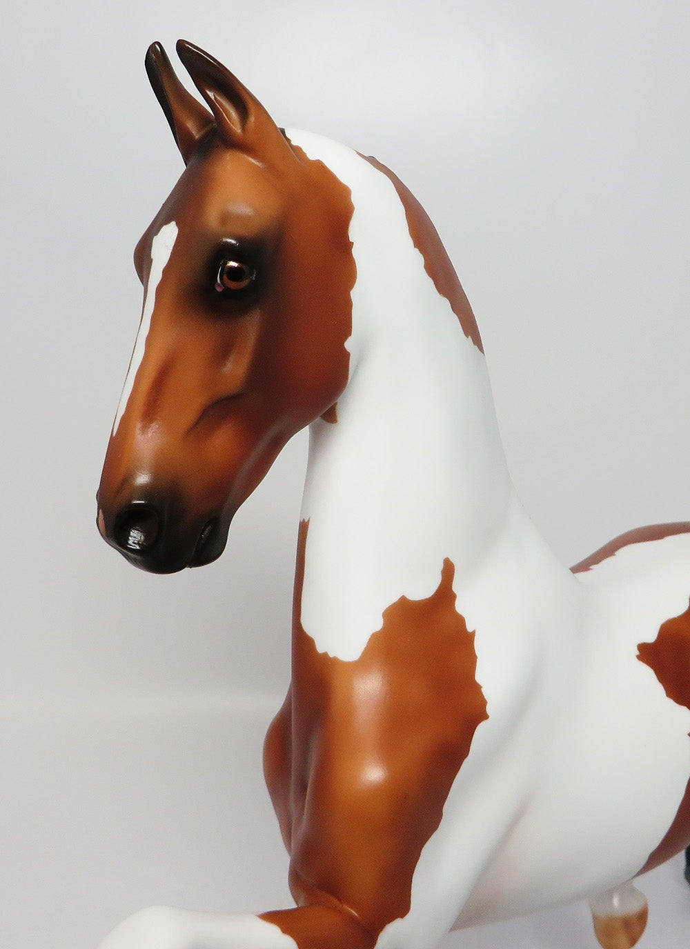 CARNEGIE HALL LE-5 BAY PINTO WITH BRAIDED MANE AND TAIL EQ 2017