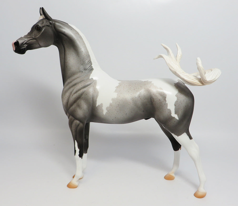 CHELEN-LE-5 FLEABIT PINTO ARABIAN EQ 2017