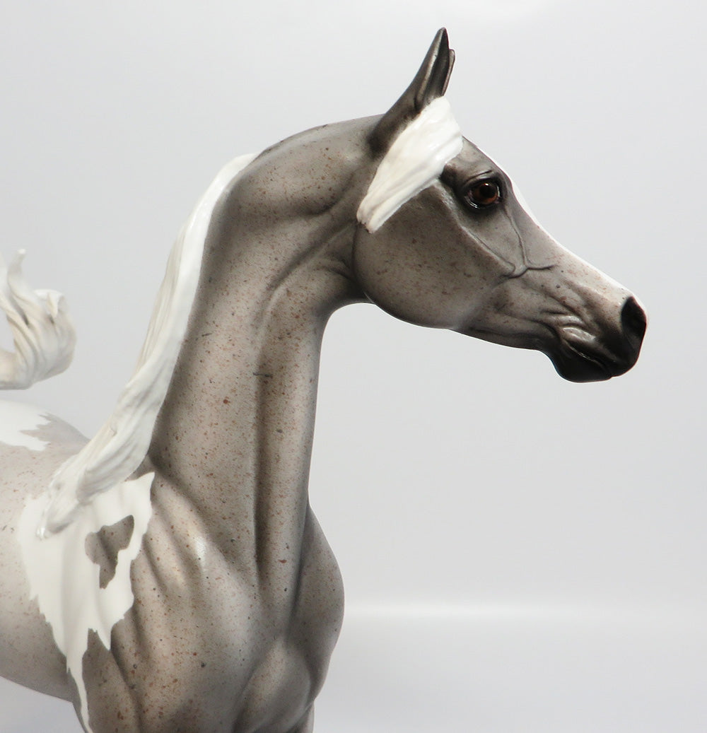 CHELEN-LE-5 FLEABIT PINTO ARABIAN EQ 2017