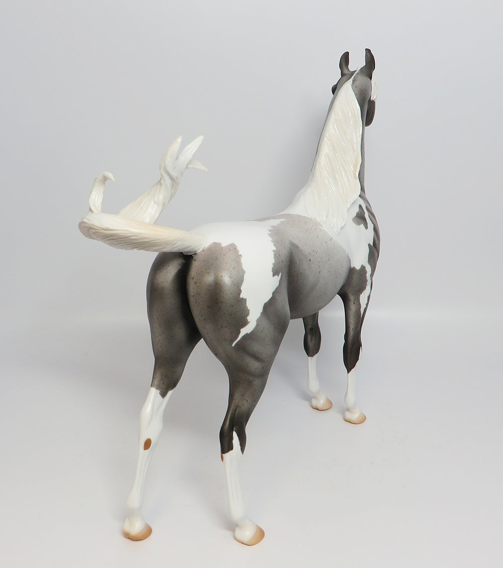 CHELEN-LE-5 FLEABIT PINTO ARABIAN EQ 2017