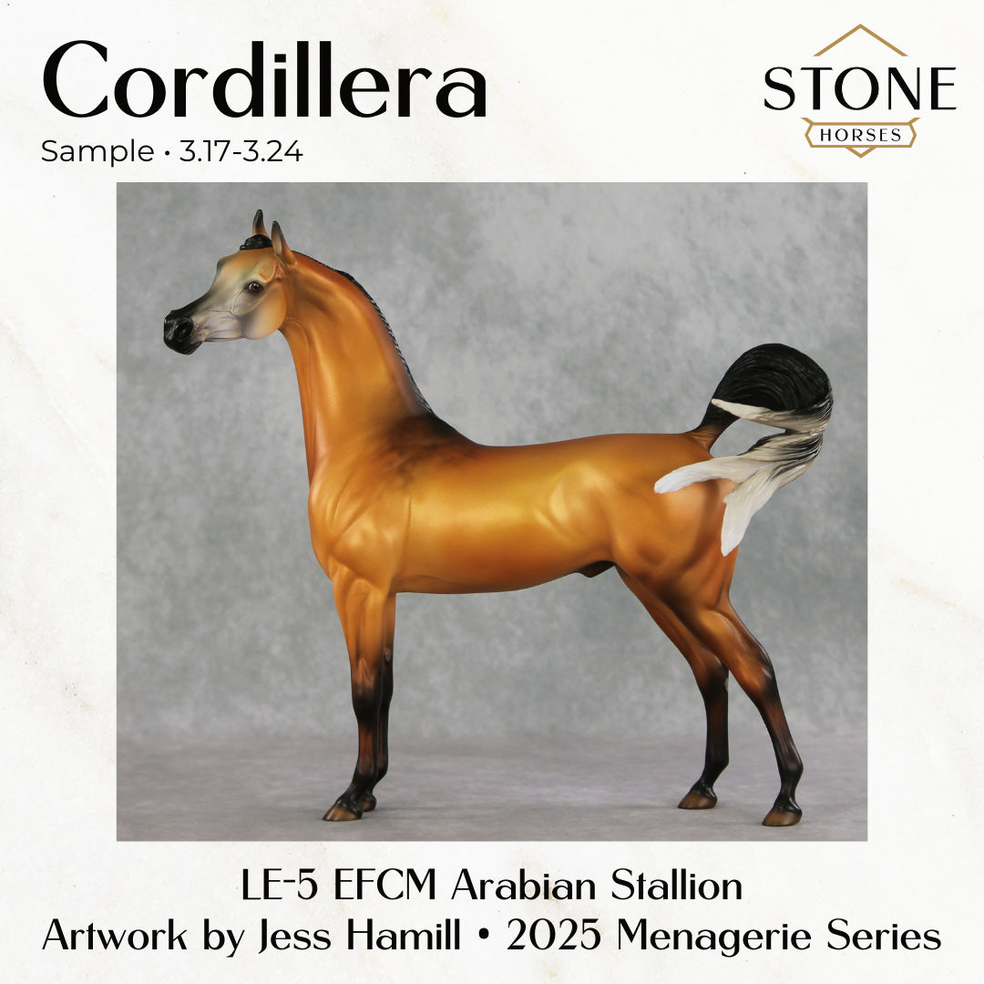 SAMPLE Cordillera LE-5 EFCM Arabian Stallion by Jess Hamill SS0326