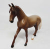 Warmblood
