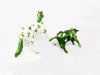 TWITTER &amp; PATTER~OOAK ST. PATRICK&#39;S DAY CUTTER AND CALF CHIPS 3/10