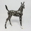 Foal