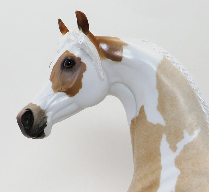 MIKA-PALOMINO ROAN ARABIAN-OOAK 10/9