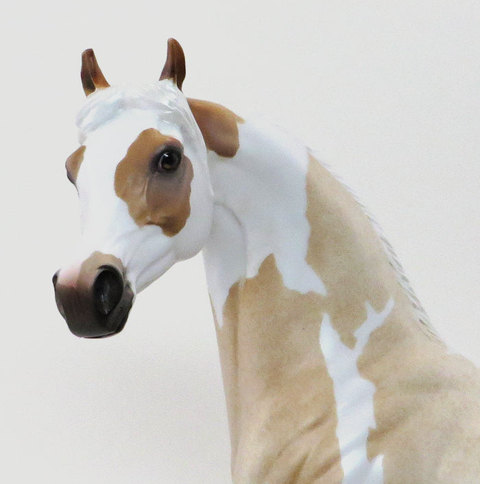MIKA-PALOMINO ROAN ARABIAN-OOAK 10/9