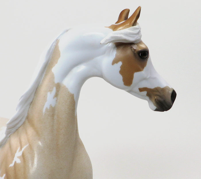 MIKA-PALOMINO ROAN ARABIAN-OOAK 10/9