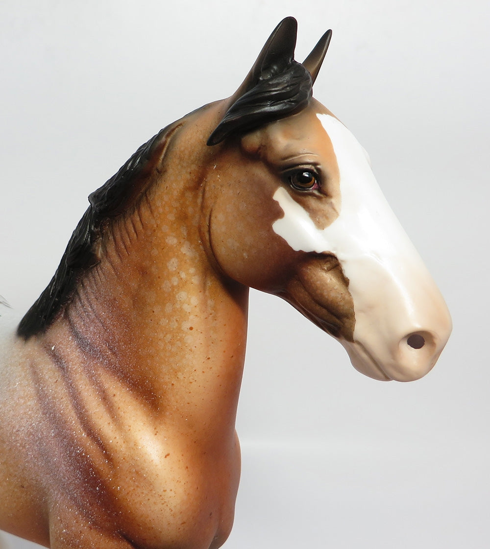 FESTIVE-LE-5 BAY APPALOOSA TROTTING DRAFTER WITH CM TAIL AND CM FEATHERS WHS 17