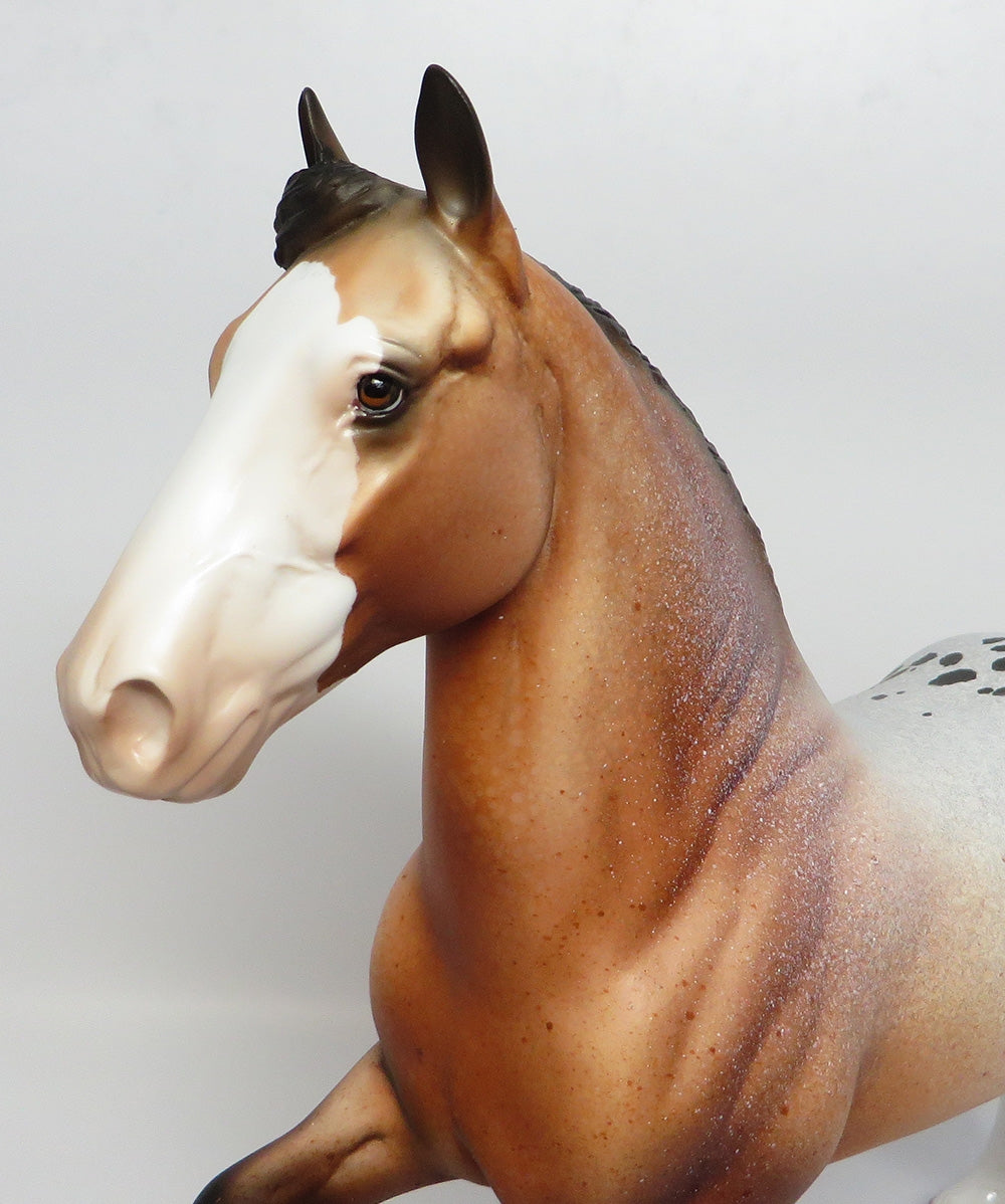 FESTIVE-LE-5 BAY APPALOOSA TROTTING DRAFTER WITH CM TAIL AND CM FEATHERS WHS 17