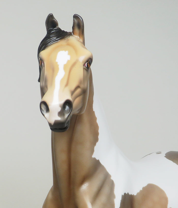 buckskin paint morgan good to go