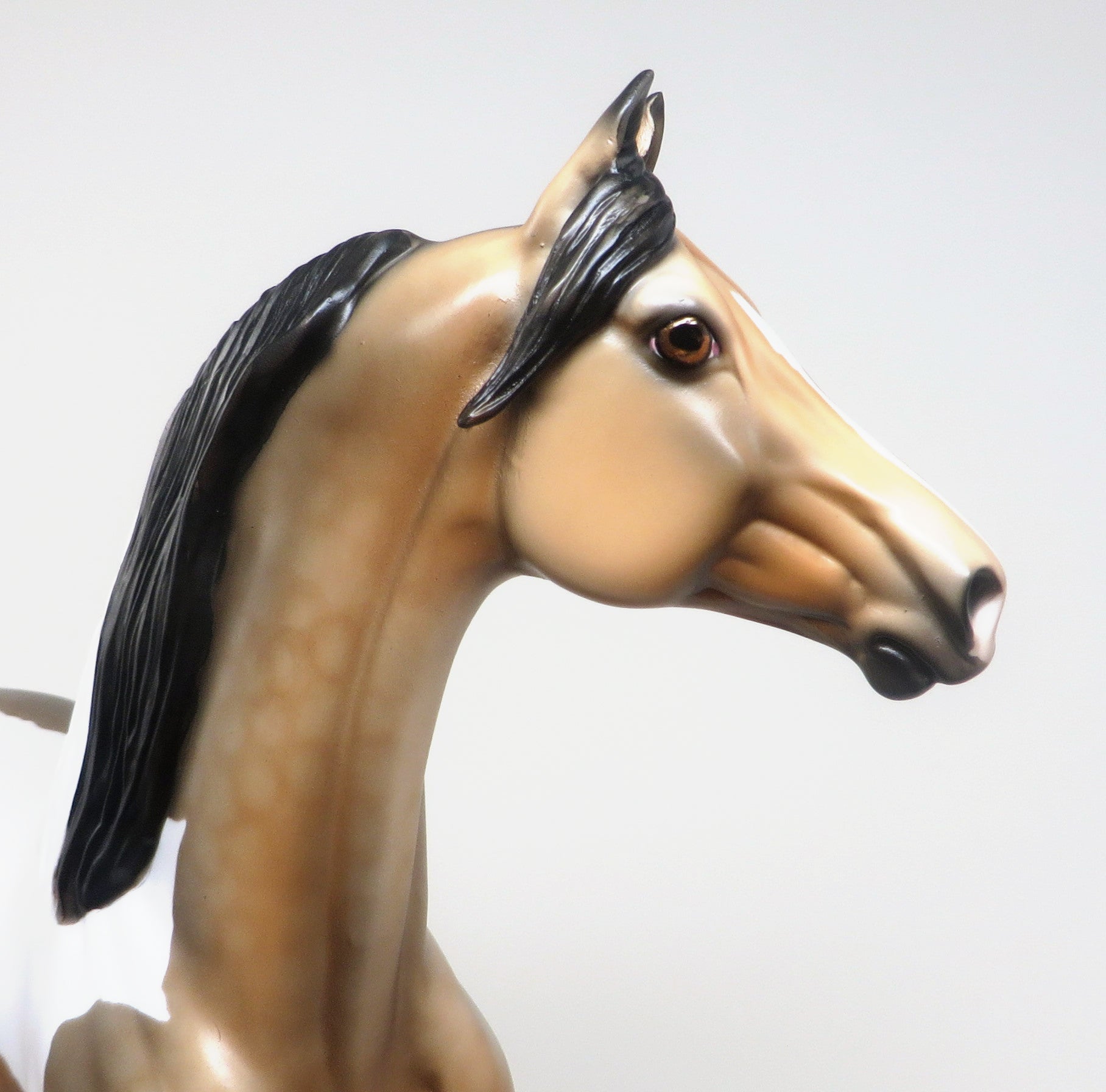 one of a kind buckskin morgan