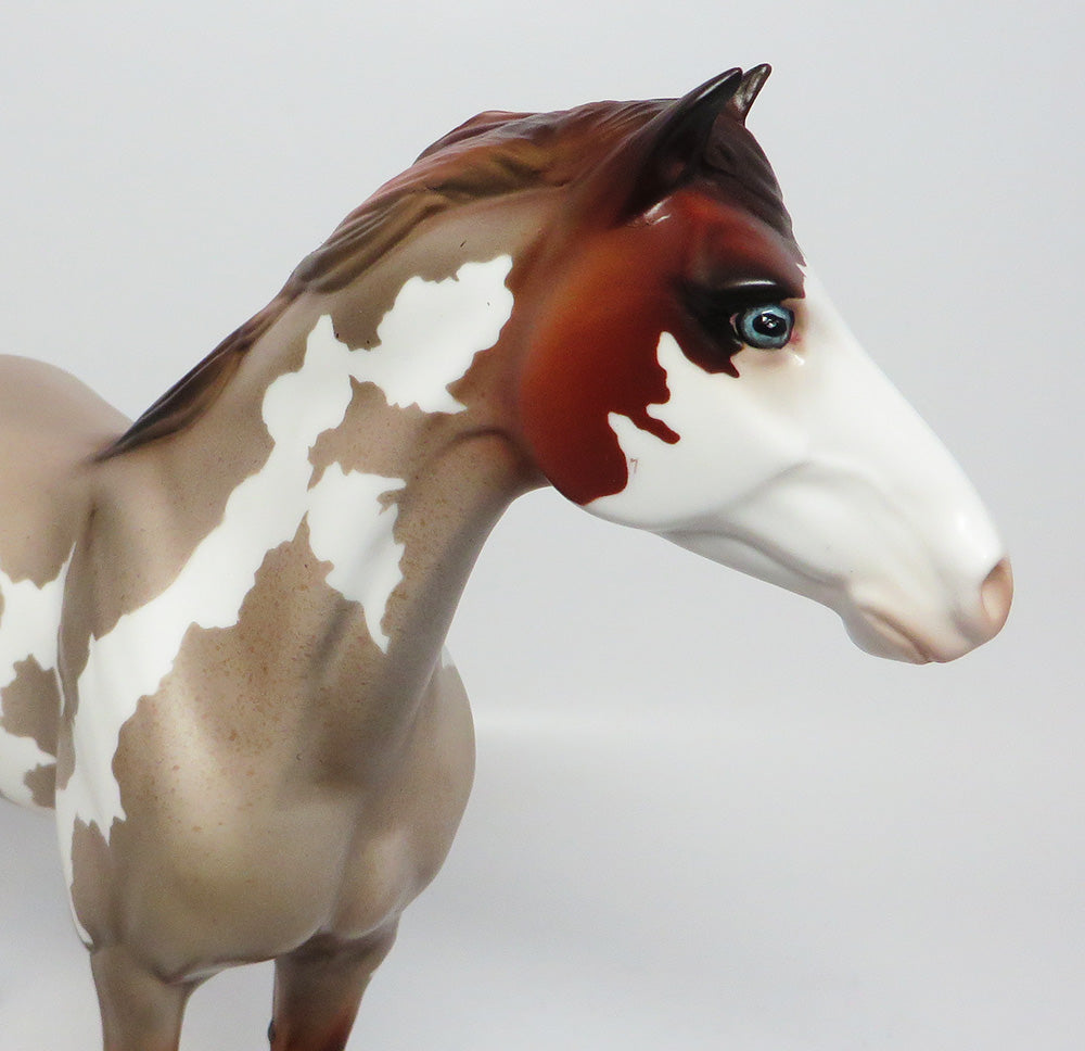 GRAND CANYON- LE-15 CHESNUT ROAN PINTO SPANISH MUSTANG BY JULIE KEIM EQ 2017