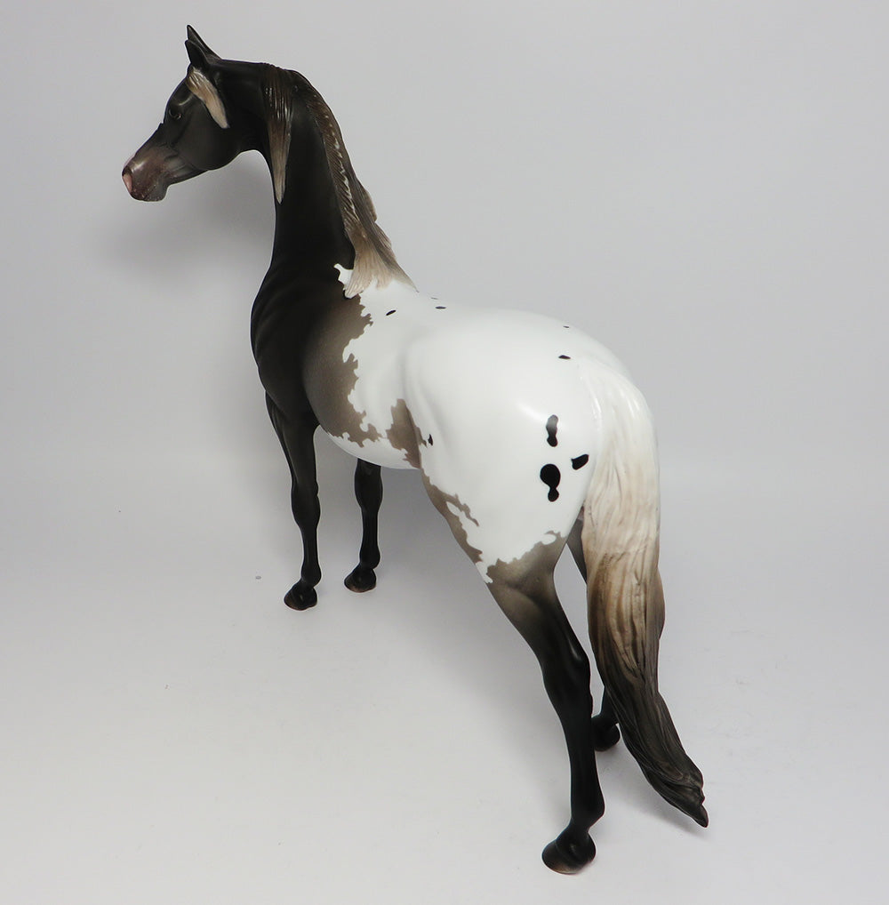 HEMINGWAY-OOAK APPALOOSA ARABIAN CM TAIL AND MANE EQ 2017