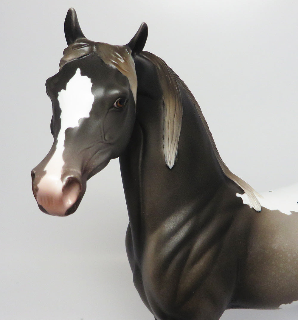 HEMINGWAY-OOAK APPALOOSA ARABIAN CM TAIL AND MANE EQ 2017