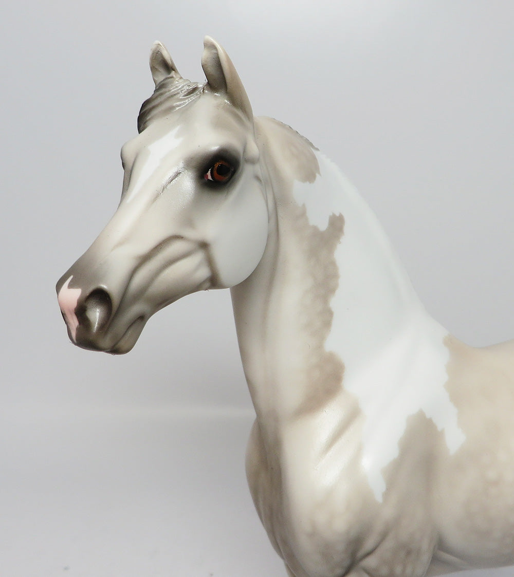 HOLLYWOOD~LE-4 DAPPLE GREY PAINT MORGAN EQ 2017