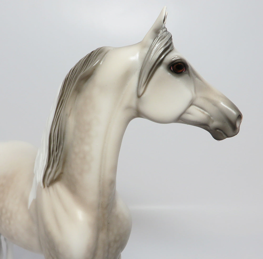 HOLLYWOOD~LE-4 DAPPLE GREY PAINT MORGAN EQ 2017