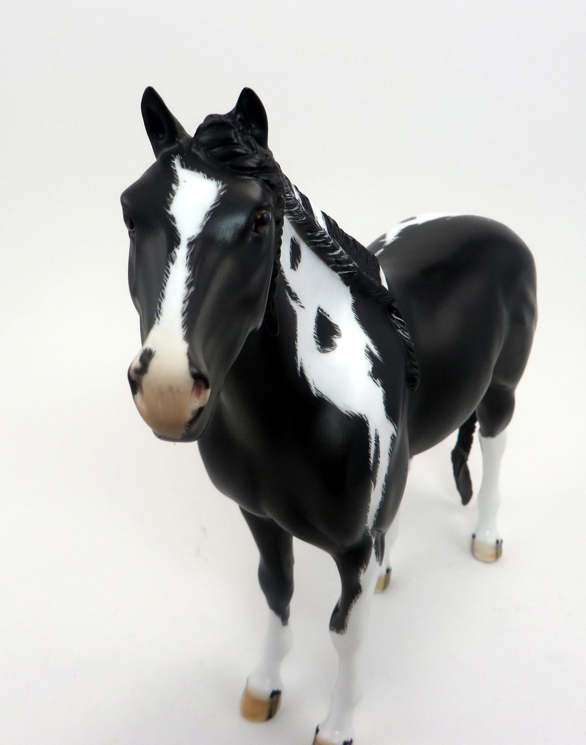 HOTOTO-BLACK AND WHITE PINTO-LE-6-MUSTANG 9/22