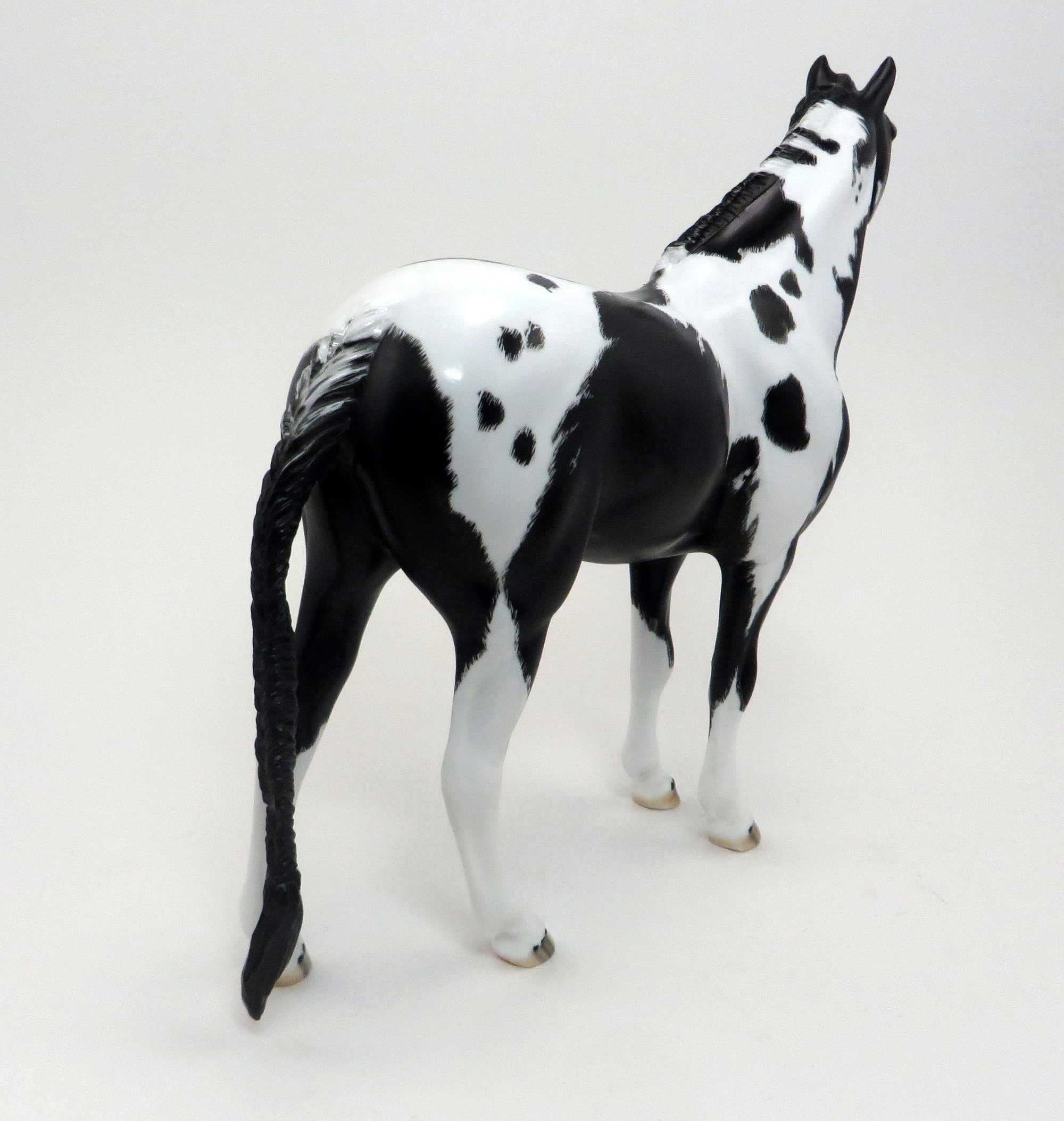 HOTOTO-BLACK AND WHITE PINTO-LE-6-MUSTANG 9/22