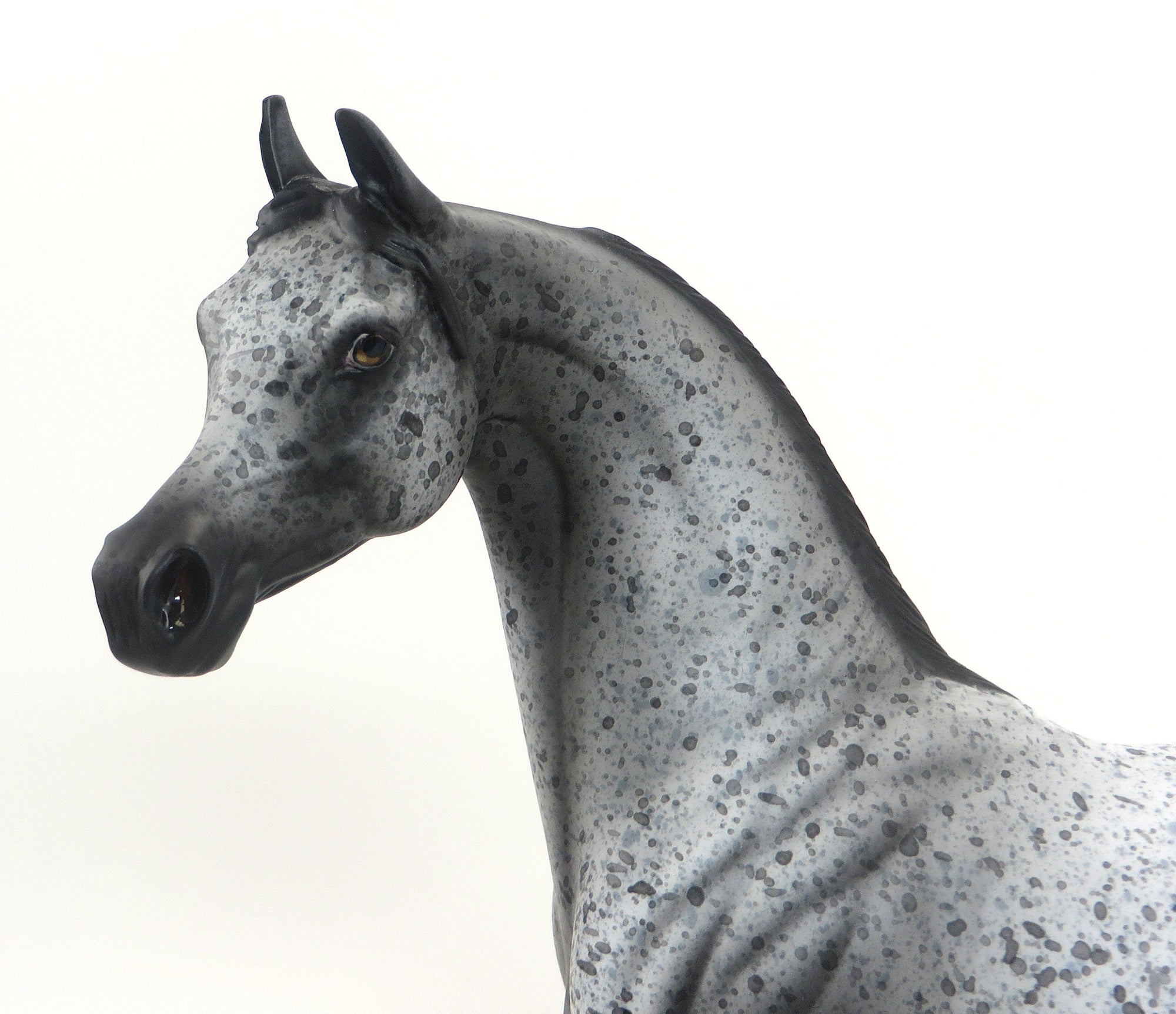 SUPERSTITION- OOAK-BLACK APPALOOSA ARABIAN 9/11
