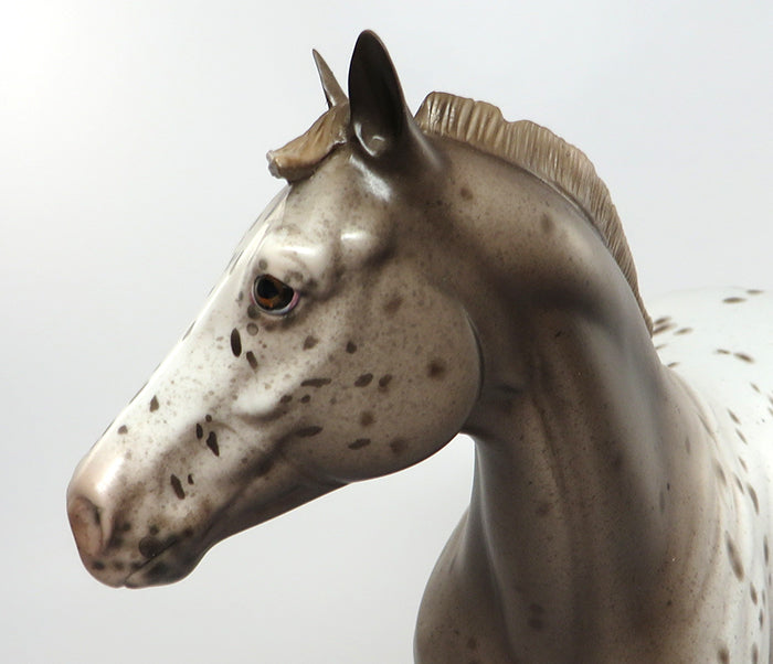 appaloosa