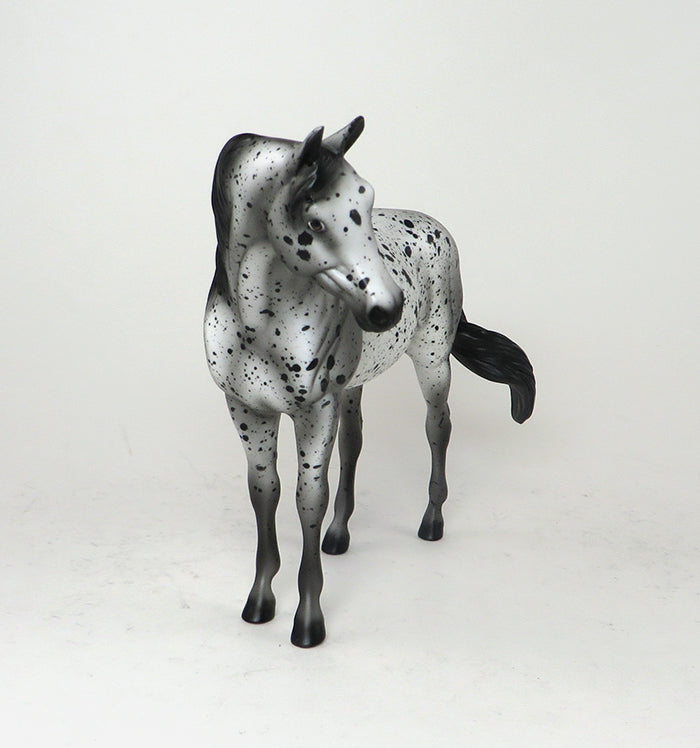 black appaloosa pony