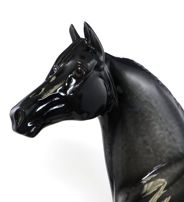 Black Lacy Appaloosa