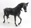 HERMES- OOAK Dappled Blue Roan Blanket Appaloosa Thoroughbred  9/11