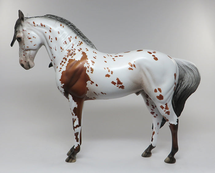 deuso appaloosa andalusian