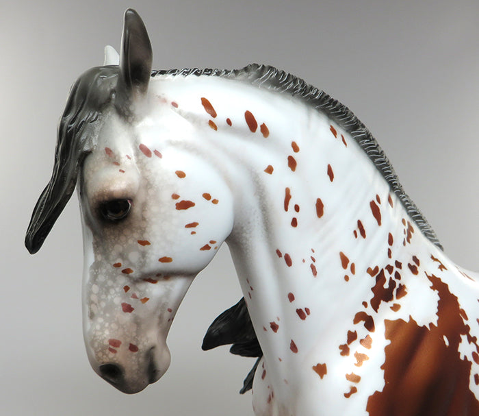 appaloosa andalusian