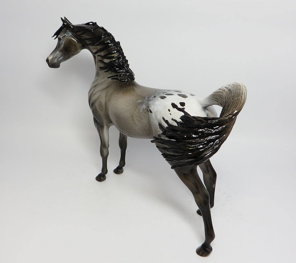 Grey Appaloosa